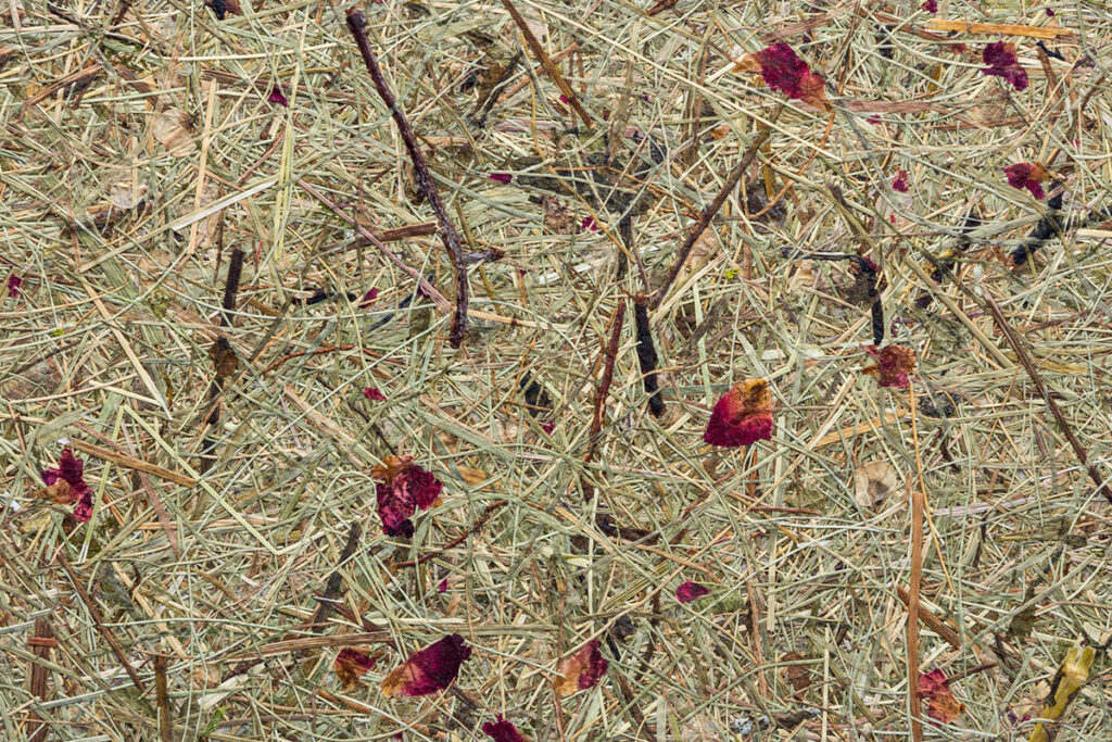 Nahaufnahme von getrocknetem Heu, Zweigen und rötlichen Blüten.